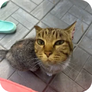 🐱 emoji Для важных переговоров 9А Telegram sticker 4 of 64