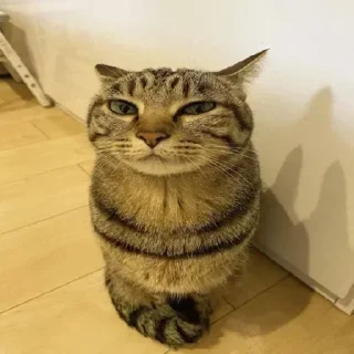 🐱 emoji Для важных переговоров 9А Telegram sticker 3 of 64