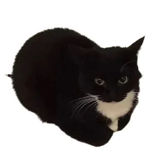 Sticker from Добри Шлёпка