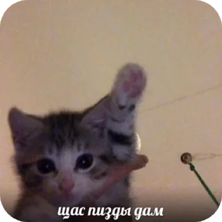 🐱 emoji Пипес Telegram sticker 10 of 65