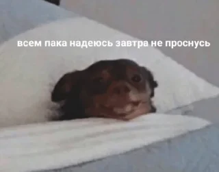 🥴 emoji точно останній sukarab — @stckrRobot Telegram sticker 1 of 120
