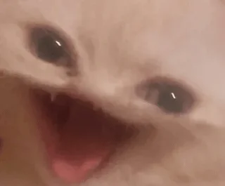🙀 emoji точно останній sukarab — @stckrRobot Telegram sticker 20 of 120