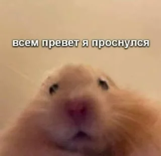 😎 emoji Стикеры @stickrubot @textmeru_bot Telegram sticker 22 of 50