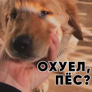 🐶 emoji Kometa Team Telegram sticker 10 of 83