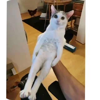 🐱 emoji СТИКЕРЫ КИРИЛЛА Telegram sticker 22 of 40