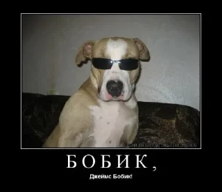 🤩 emoji Джастик бобик @TgEmodziBot Telegram sticker 7 of 12
