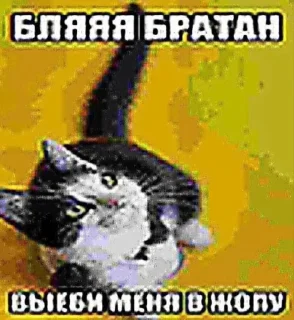 🌟 emoji Больше стиков тут: @stikery4 Telegram sticker 4 of 38