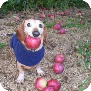 🐶 emoji Сборник стикеров для тех кто под беброй Telegram sticker 6 of 18