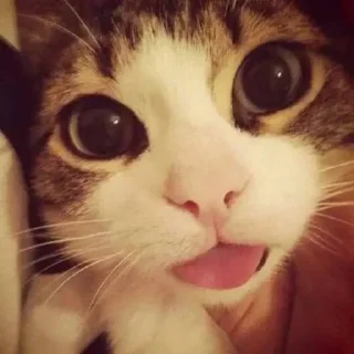 😼 emoji творения недопонятого гения Ви Telegram sticker 20 of 58
