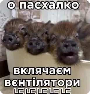 Sticker from рандом3 @shashluchokstickers