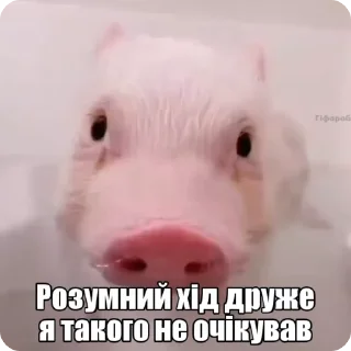 Sticker from рандом @shashluchokstickers