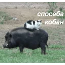 🐷 emoji Кайдятник — @stckrRobot Telegram sticker 13 of 76