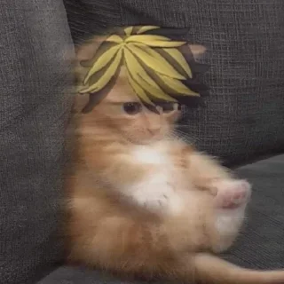 🐈 emoji Кальянка Telegram sticker 18 of 120