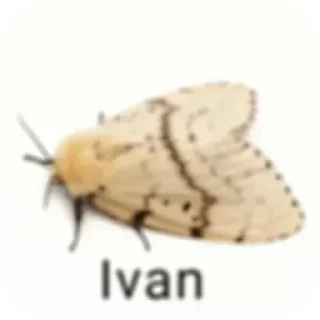 🐞 emoji Больше стикеров 👉🏻 @stickertg4 Telegram sticker 18 of 45