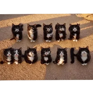 🐱 emoji Больше стикеров 👉🏻 @stickertg4 Telegram sticker 4 of 62