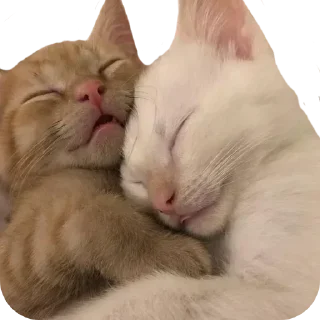🐈 emoji Больше стикеров 👉🏻 @stickertg4 Telegram sticker 13 of 62