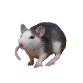 🐀 emoji мои стикеры — @stckrRobot Telegram sticker 12 of 120