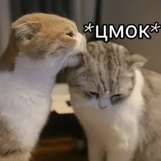 😽 emoji мои стикеры — @stckrRobot Telegram sticker 19 of 120