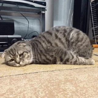 😔 emoji мои стикеры — @stckrRobot Telegram sticker 9 of 120