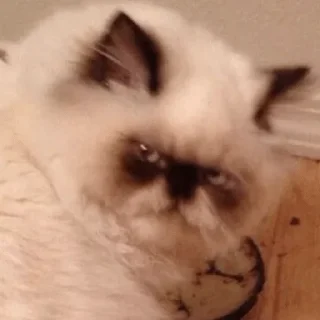 😡 emoji мои стикеры — @stckrRobot Telegram sticker 16 of 120