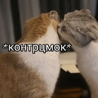 😽 emoji мои стикеры — @stckrRobot Telegram sticker 20 of 120