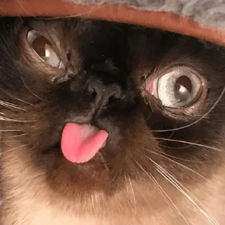 😛 emoji мои стикеры — @stckrRobot Telegram sticker 15 of 120