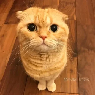 ☺️ emoji Коты Изи Telegram sticker 22 of 41