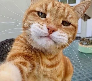 ☺️ emoji Коты Изи Telegram sticker 17 of 41