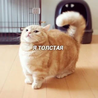 🤙 emoji Коты Изи Telegram sticker 24 of 41