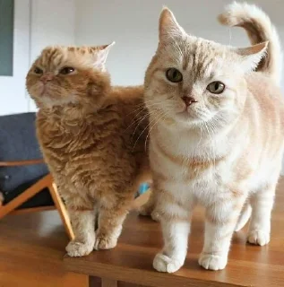 ☺️ emoji Коты Изи Telegram sticker 15 of 41
