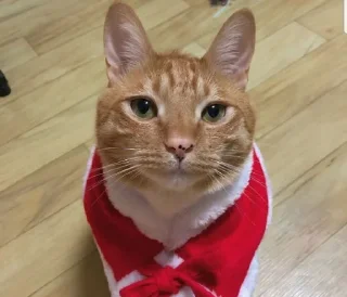 😊 emoji Коты Изи Telegram sticker 11 of 41
