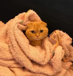 😒 emoji Коты Изи Telegram sticker 20 of 41