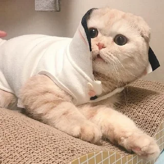 👀 emoji Коты Изи Telegram sticker 6 of 41