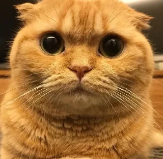 😏 emoji Коты Изи Telegram sticker 23 of 41