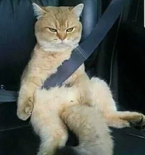 Sticker from Коты Изи