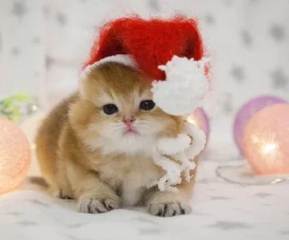 💋 emoji Коты Изи Telegram sticker 9 of 41