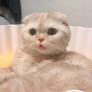 😏 emoji Коты Изи Telegram sticker 5 of 41