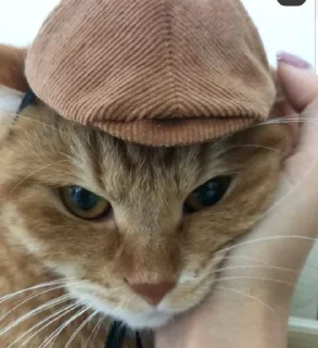 😏 emoji Коты Изи Telegram sticker 8 of 41