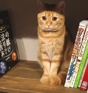 ☺️ emoji Коты Изи Telegram sticker 13 of 41