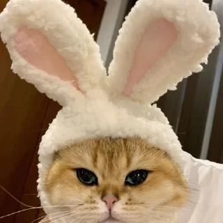 🥰 emoji Коты Изи Telegram sticker 12 of 41