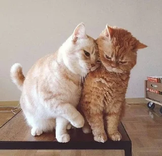 ❤️ emoji Коты Изи Telegram sticker 14 of 41