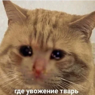 👍 emoji Я обозлен Telegram sticker 21 of 22
