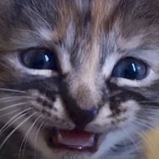 😰 emoji @sticksbb 🩷 <- канал со стиками Telegram sticker 7 of 27