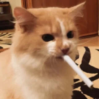 🚬 emoji @sticksbb 🩷 <- канал со стиками Telegram sticker 2 of 27