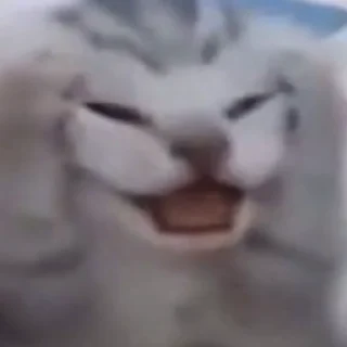 😿 emoji @sticksbb 🩷 <- канал со стиками Telegram sticker 4 of 27