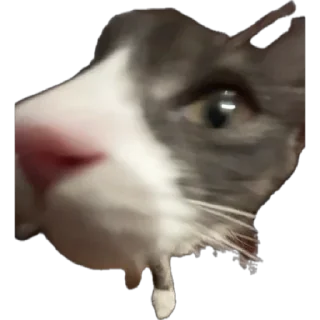 🌟 emoji Стешка бели чорни Telegram sticker 6 of 21