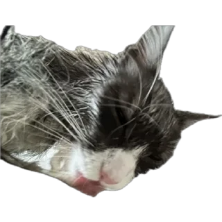 🌟 emoji Стешка бели чорни Telegram sticker 18 of 21