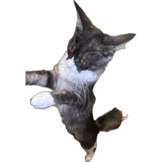 🌟 emoji Стешка бели чорни Telegram sticker 20 of 21