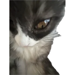 Стешка бели чорни sticker 2