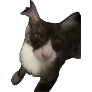 🌟 emoji Стешка бели чорни Telegram sticker 13 of 21